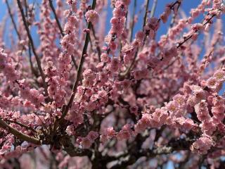 普光寺の参拝記録(ゆぅなさん)