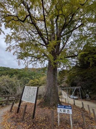 神宮院の参拝記録(こまいぬおさん)