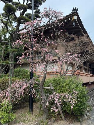 千眼寺の参拝記録(みほさん)
