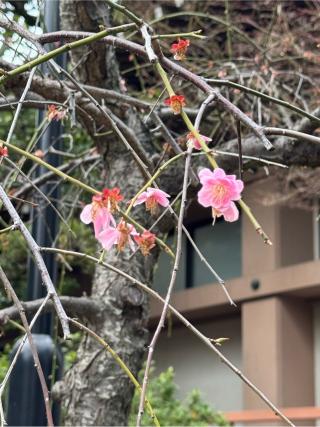 千眼寺の参拝記録(みほさん)