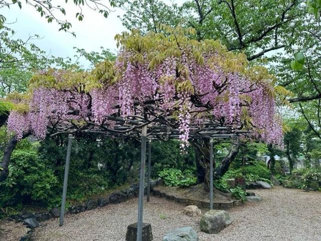 佐賀県唐津市十人町127 法蓮寺の写真3