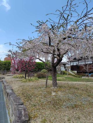 善導寺の参拝記録(zx14rさん)