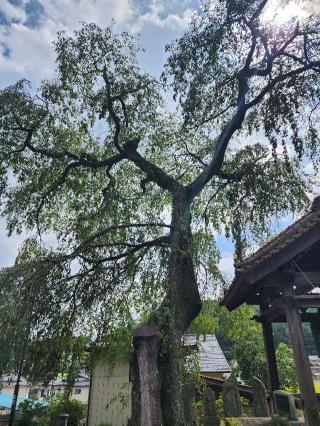 常願寺の参拝記録(Suzusukeさん)