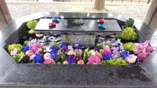 新琴似神社の参拝記録(ゆみさん)
