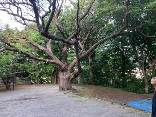 相馬神社の参拝記録(鷲ハリアーさん)