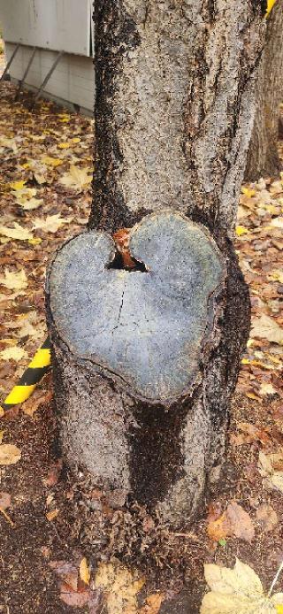 大谷地神社の参拝記録(みっちさん)