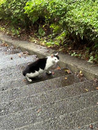 本輪西八幡神社の参拝記録(こすけねこさん)