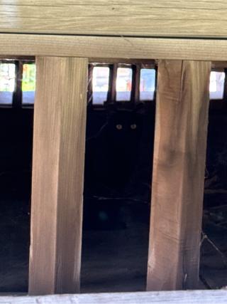 善知鳥神社の参拝記録(コットンさん)