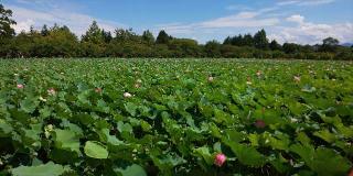 猿賀神社の参拝記録(パスカルさん)