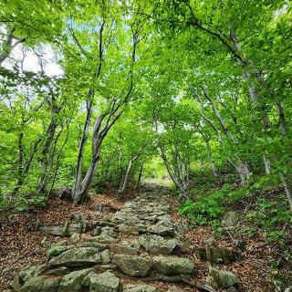 赤神神社五社堂の参拝記録(靈氣さん)
