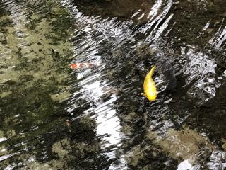 愛宕神社の参拝記録(ゆぅさん)