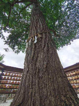 秋保神社の参拝記録(ぶちさん)