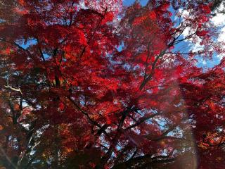 賀茂神社の参拝記録(いっくんさん)