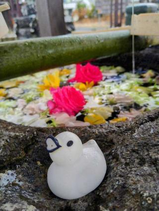 津島神社の参拝記録(桃さん)