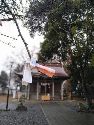 津島神社の参拝記録(桃さん)