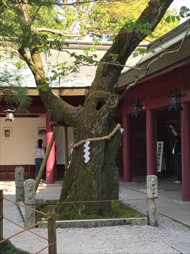 茨城県笠間市笠間1番地 笠間稲荷神社の写真7