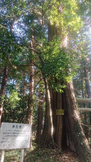 手子后神社の参拝記録(のりさん)