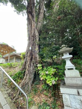 鹿島神社（成沢鹿島神社）の参拝記録(小次郎さん)