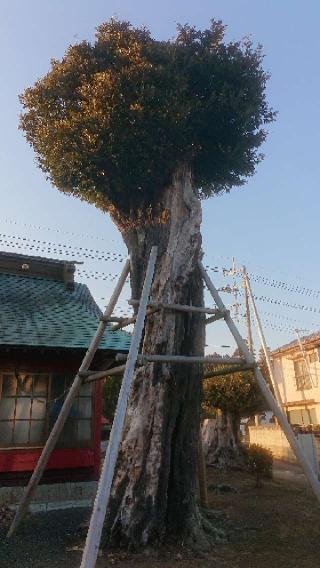 佐倉神社の参拝記録(のりさん)