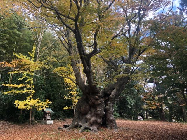 茨城県桜川市真壁町塙世948番地 八柱神社の写真4