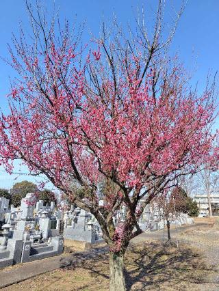諏訪山 光國院 東持寺の参拝記録(zx14rさん)