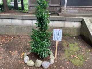 阿波山上神社の参拝記録(智恵子さん)