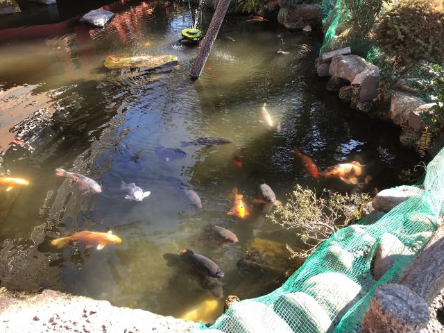 栃木県宇都宮市今泉4-16-28 今泉八坂神社の写真4