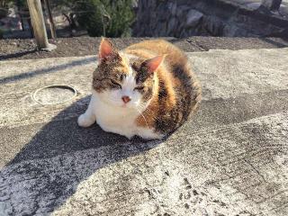 賀茂別雷神社の参拝記録(優雅さん)