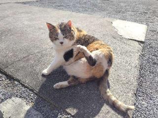 賀茂別雷神社の参拝記録(優雅さん)