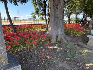 飯靈神社の参拝記録(レモンサワーさん)