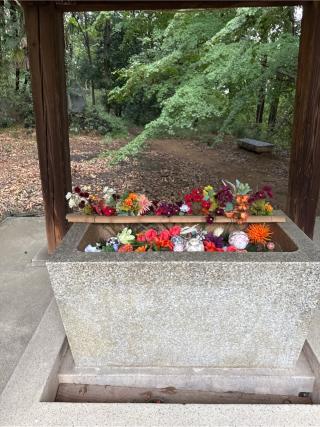 髙山神社の参拝記録(コットンさん)