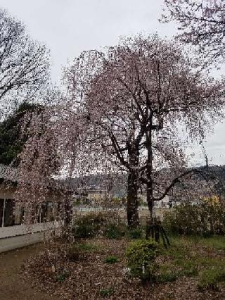 赤城神社の参拝記録(つくちんさん)