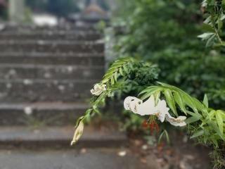 三峯神社の参拝記録(🌈かな⛩️さん)