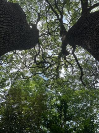 飯玉神社の参拝記録(こうさん)