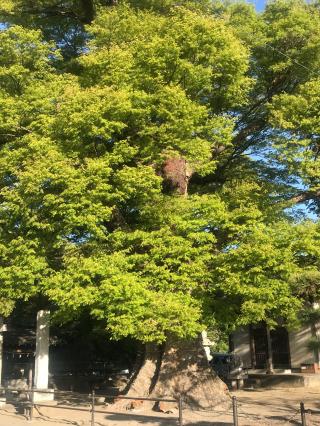 水宮神社の参拝記録(はなさかじいさん)