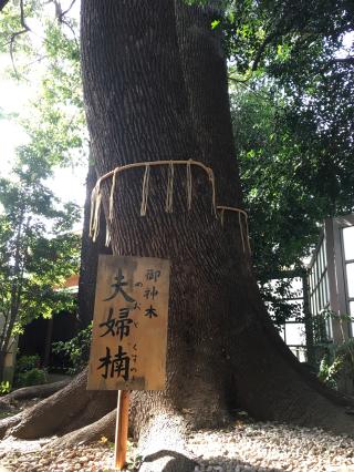鳩ヶ谷氷川神社の参拝記録(ともさん)