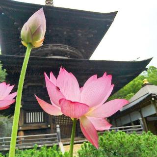 雨引山 楽法寺（雨引観音）の参拝記録(桃さん)