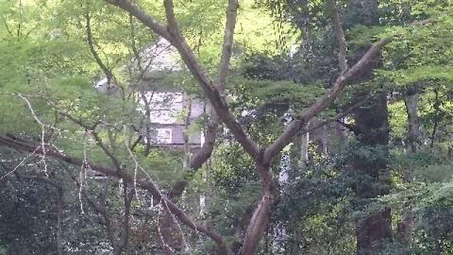 埼玉県飯能市坂石550-2 秩父御嶽神社の写真16