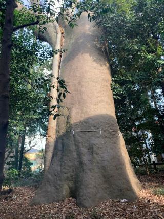 白鬚神社の参拝記録(しえるさん)