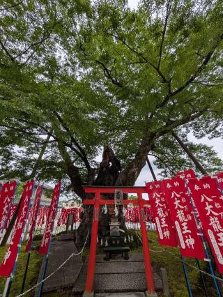 今宮神社（八大龍王宮）の参拝記録(まーさんさん)
