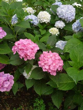 玉敷神社の参拝記録(ゆきいちご🍓さん)