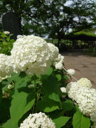 玉敷神社の参拝記録(ゆきいちご🍓さん)