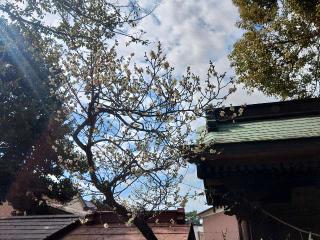 芳川神社の参拝記録(しんのすけさん)