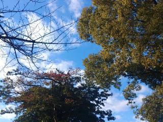 芳川神社の参拝記録(しんのすけさん)