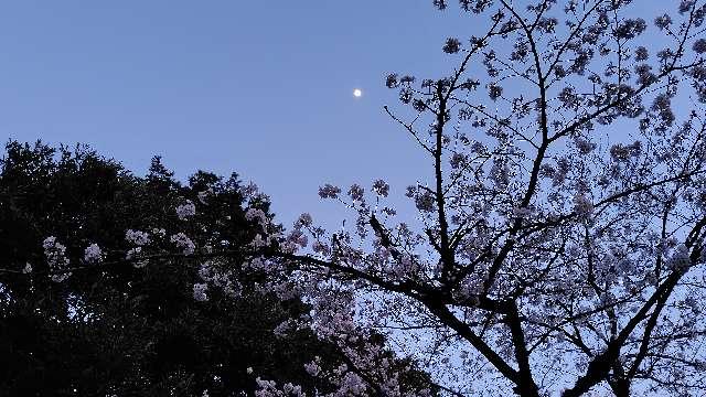 八幡木八幡神社の参拝記録2