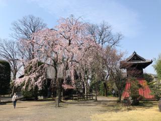 廣瀬神社の参拝記録(拓さん)