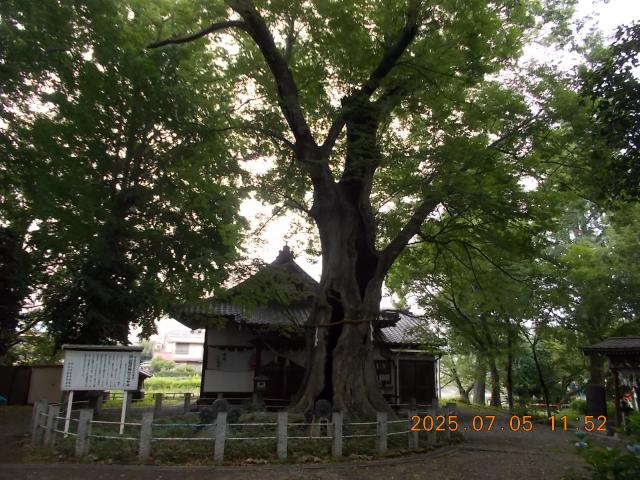 埼玉県本庄市本庄3-5-44 城山稲荷神社の写真3