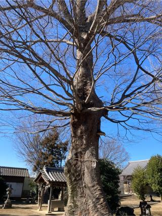 諏訪神社の参拝記録(レモンサワーさん)