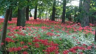 寿亀山 天樹院 弘経寺の参拝記録(まっきーさん)