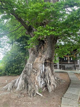 白鬚神社の参拝記録(わたのすけさん)